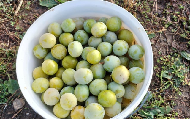 Confitures de prunes Reine-Claude