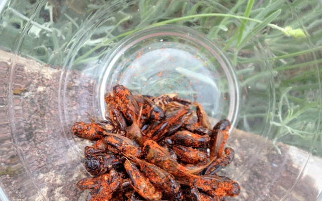 Insectes aux épices cajun pour l'apéro