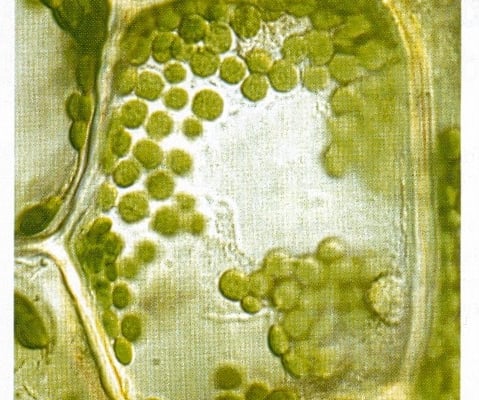 Tapas de tomates, succès assuré