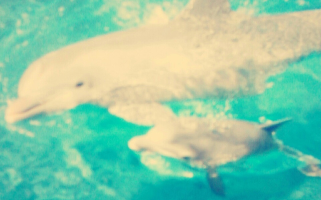 Bûche de Noël express