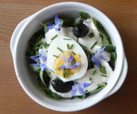 Salade de pourpier