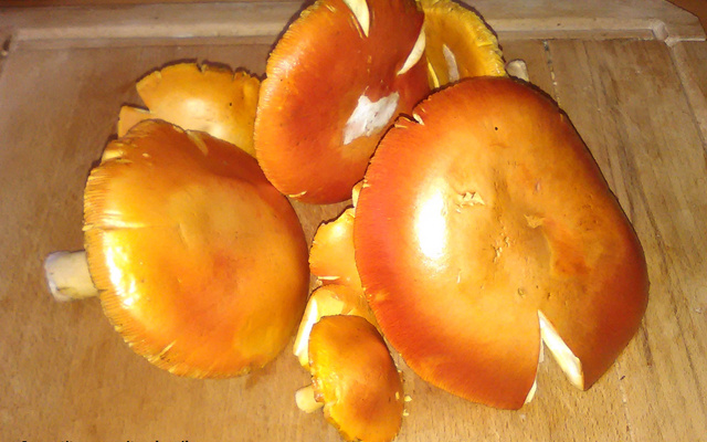 Des champignons à l'huile