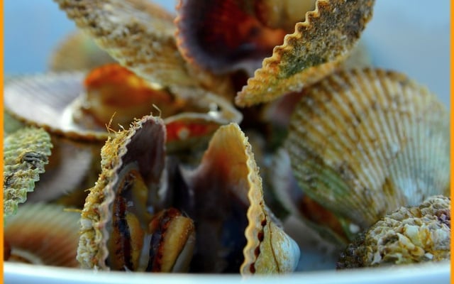 Pétoncles noires rôties, pain et beurre 1/2 sel