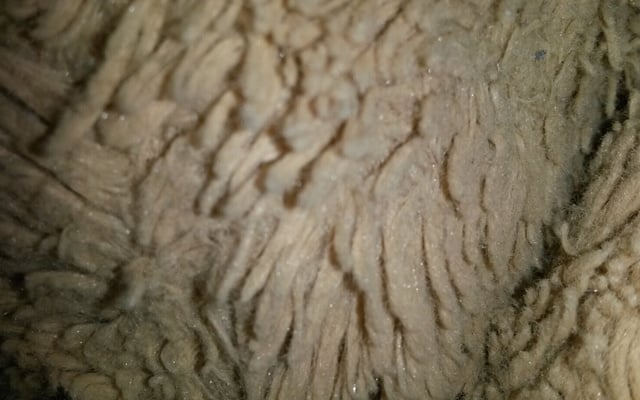 Tagliatelles Normandes