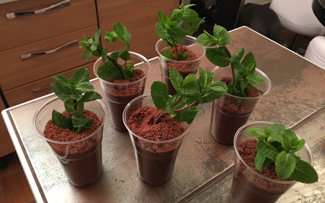 Mousse au chocolat façon pot de fleur
