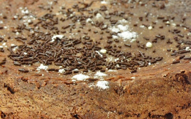 Savoureux chocolat