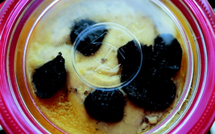 Foie gras frais entier truffé