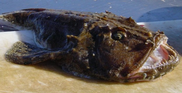 Top 10 des poissons pas très jolis - Photo par Bérengère