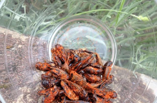 Insectes aux épices cajun pour l'apéro - Pascale Weeks