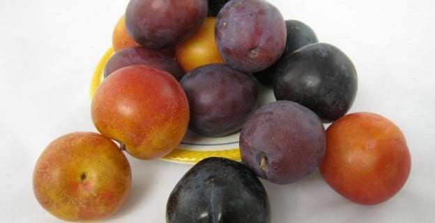 10 choses à savoir sur les prunes - Photo par Pascale Weeks