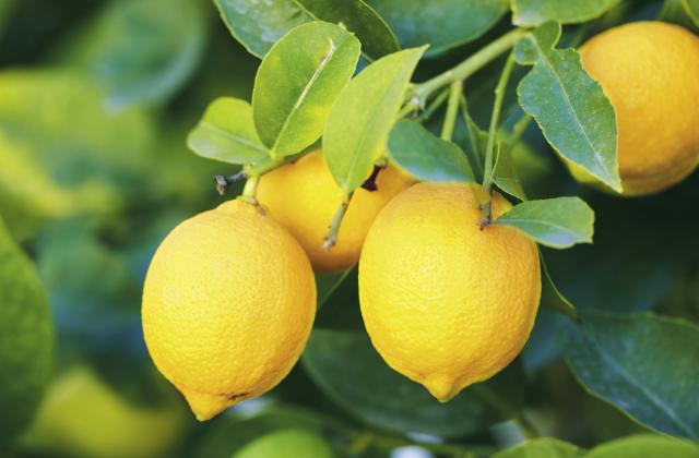 Zestes de citron, comment les prélever, que faire avec ? - Pascale Weeks