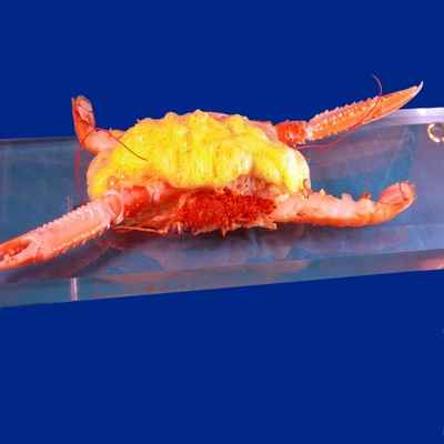 Langoustine qui fait son crabe - Photo par 750g