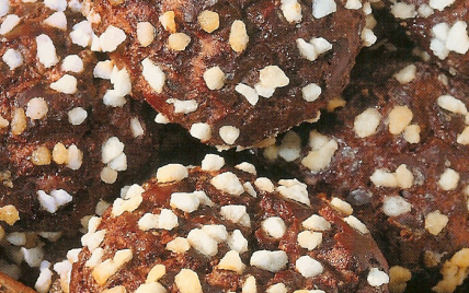 Chouquettes au chocolat - dbillo