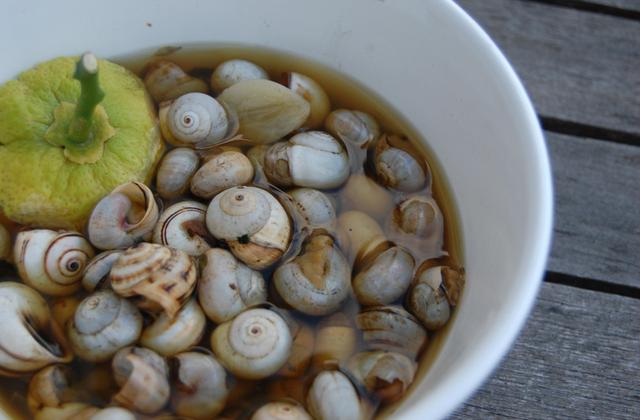 Une ration d'escargots - Photo par malikele