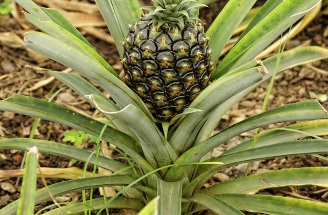 L'ananas et 8 fruits et légumes qui poussent on ne sait pas comment