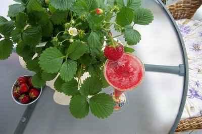 Daiquiri aux fraises - Photo par louisep