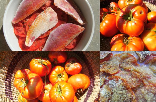 Tian de tomates aux rougets - Photo par midicu
