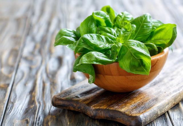 Comment bien prélever les feuilles de votre basilic en pot pour s’assurer qu’elles repoussent  ?