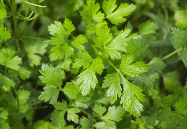 Ni orange, ni kiwi, cette herbe aromatique est bien plus riche en vitamine C que ces deux fruits et peut être consommé sans modération