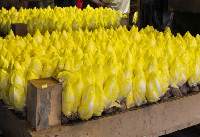 L'endive française en danger : Près d'un tiers des producteurs menacés de fermeture pour cette raison !