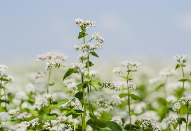 5 trucs que vous ne savez pas sur le blé noir