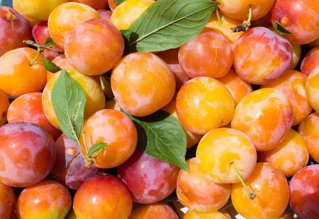 Comment bien choisir ses mirabelles pour profiter de ce fruit jaune sucré et juteux ?