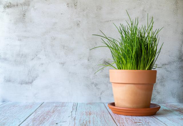 Votre ciboulette en pot commence à dépérir ? Cet expert en jardinage nous dévoile comment la sauver très facilement