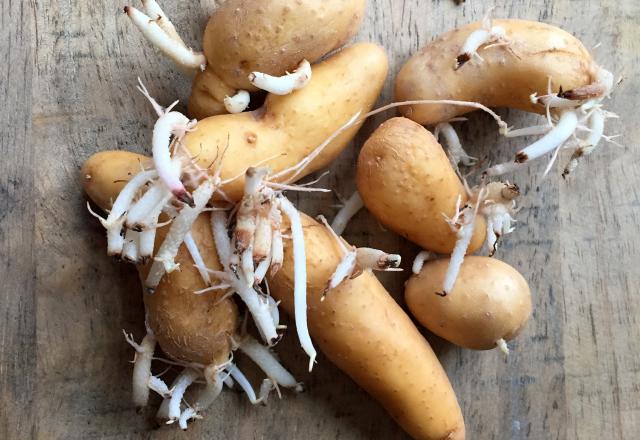 OOPS, mes pommes de terre ont germé, je peux encore les consommer ?