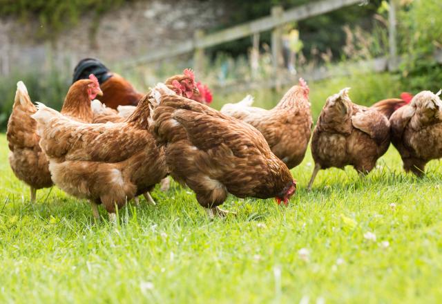 10 choses que vous ne savez peut-être pas sur le poulet