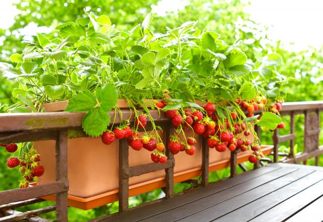 Faire pousser des tomates ou des aromates sur votre balcon : avez-vous vraiment le droit ?