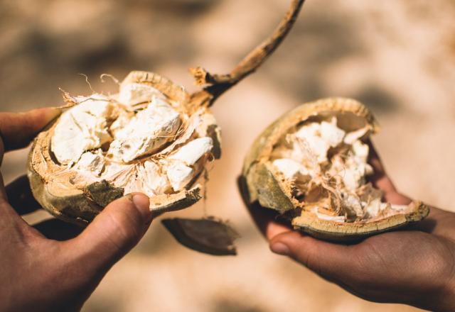 Le baobab : l’ingrédient secret pour être en bonne santé ?