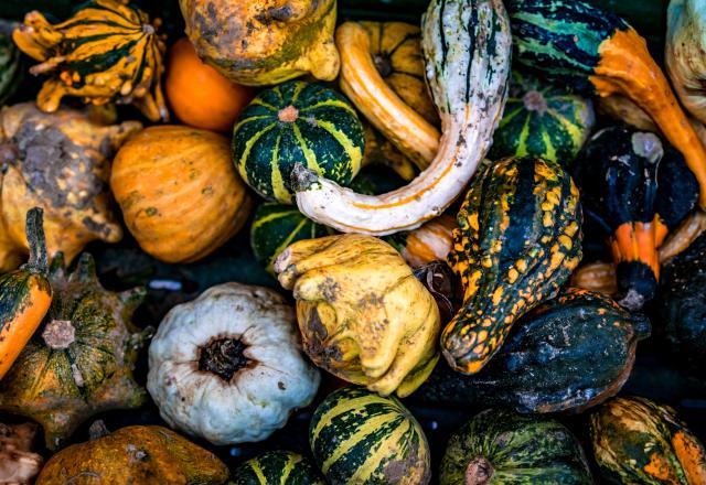 À l’approche d’Halloween, comment différencier les citrouilles comestibles des citrouilles toxiques ?