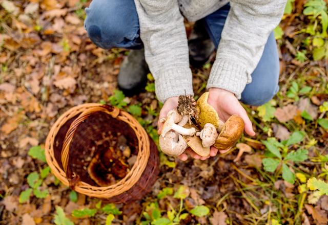 5 choses à savoir avant d'aller cueillir des champignons