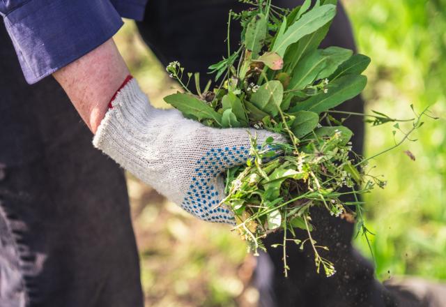 Vos mauvaises herbes pourraient vous rapporter gros !