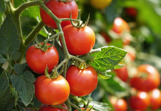 Voici la meilleure variété de tomates à consommer de fin août à septembre d’après 60 millions de consommateurs