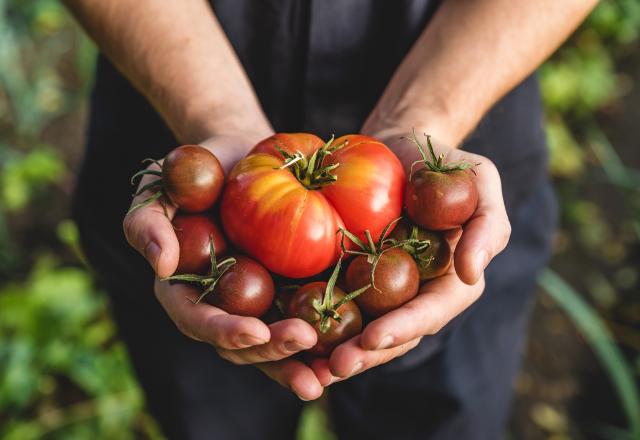 Pourquoi les tomates risquent de manquer à l’appel cet hiver ?