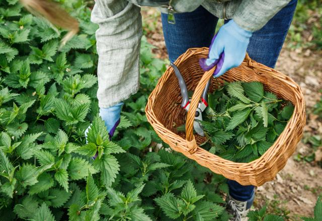 Cette mauvaise herbe que l'on trouve dans tous les jardins fait des merveilles en cuisine !