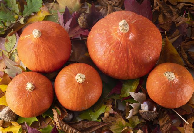 “À tomber !” : testez cette recette de potimarron farcis qui a fait craquer les lecteurs de 750g !