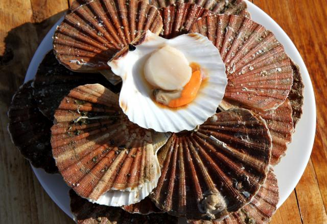 Pourquoi vous devriez acheter vos coquilles Saint-Jacques dès maintenant ?