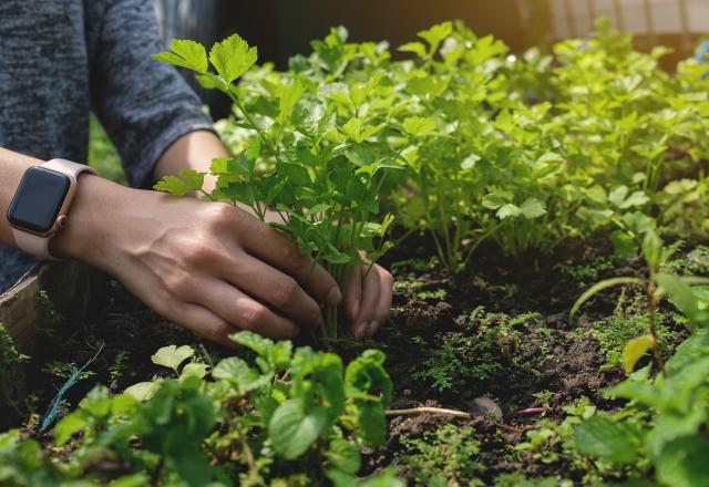 Attention, ces plantes aromatiques pourraient bien vous empoisonner cet été