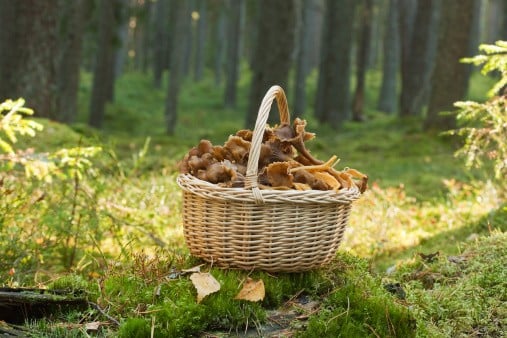 10 trucs (à manger ou pas) qu'on peut cueillir en forêt