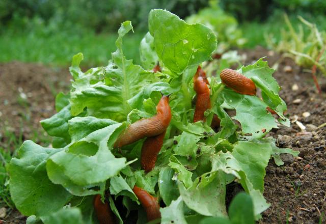 Comment fabriquer des protections anti-limaces qui vous coûteront 0 centime pour protéger votre jardin potager ?