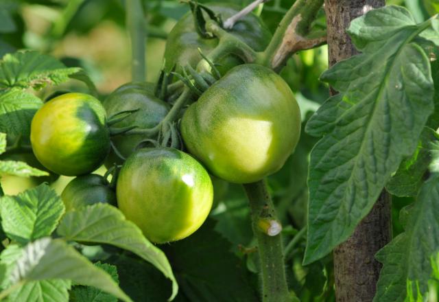 Comment faire mûrir les tomates encore vertes qui restent sur vos pieds ?