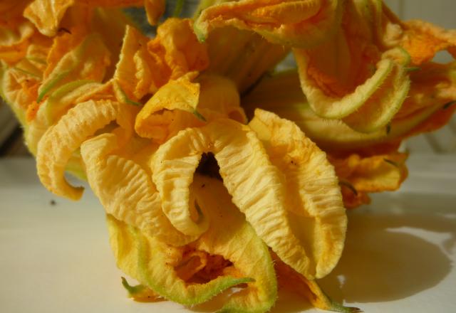 Petites galettes de fleurs de courgettes