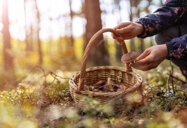 Comment savoir si mes champignons sont comestibles ?