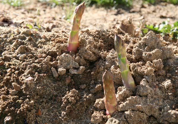 Asperges blanches Umé / beurre