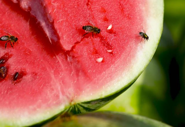 Comment se débarrasser des mouches des fruits ?