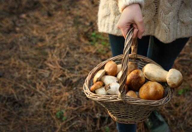 Champignons : le pharmacien est-il vraiment habilité à vérifier le fruit de nos cueillettes ?