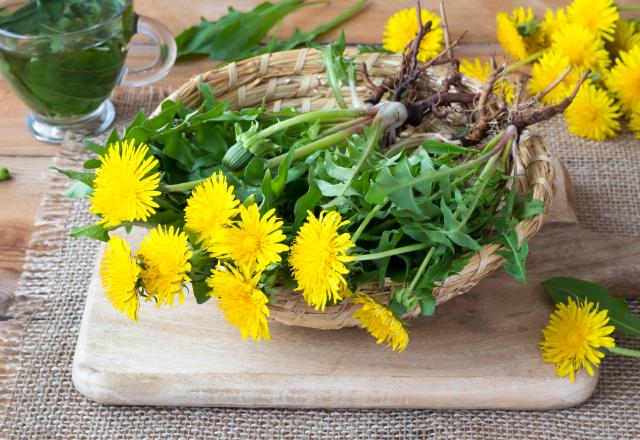 Cueillette sauvage : 3 plantes de printemps très faciles à trouver