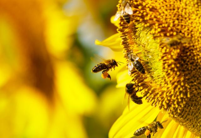 Les fruits naturels bientôt en voie de disparition ?